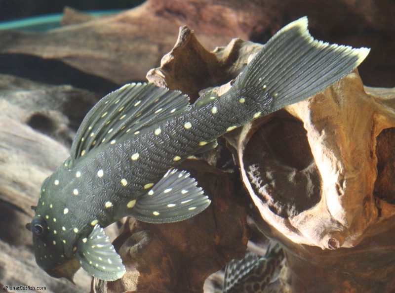 Hypostomus luteus