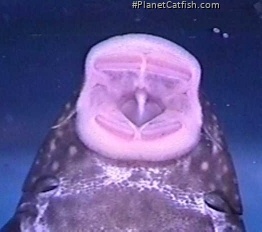 Hypostomus margaritifer