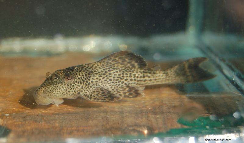 Hypostomus micromaculatus