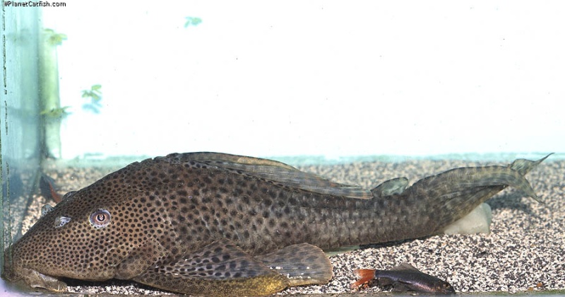 Hypostomus oculeus