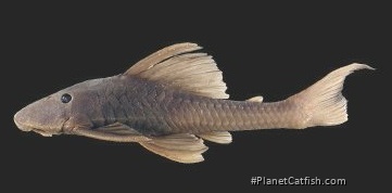 Hypostomus pagei