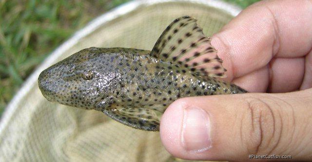 Hypostomus paranensis