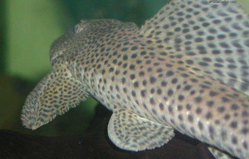 Hypostomus paranensis