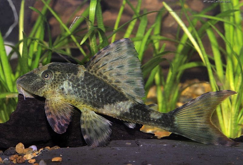 Hypostomus plecostomoides