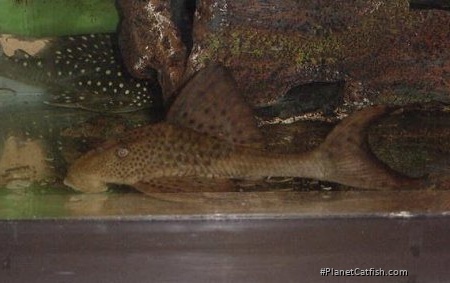 Hypostomus plecostomoides