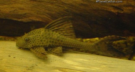 Hypostomus plecostomoides