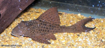 Hypostomus plecostomoides