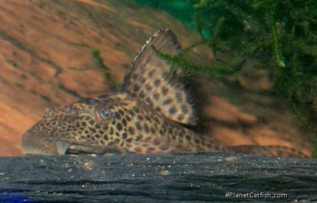 Hypostomus plecostomoides