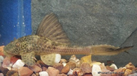 Hypostomus plecostomoides