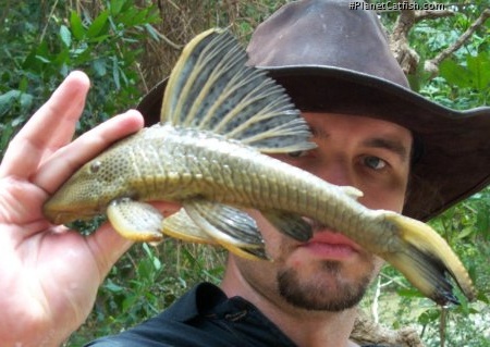 Hypostomus plecostomoides