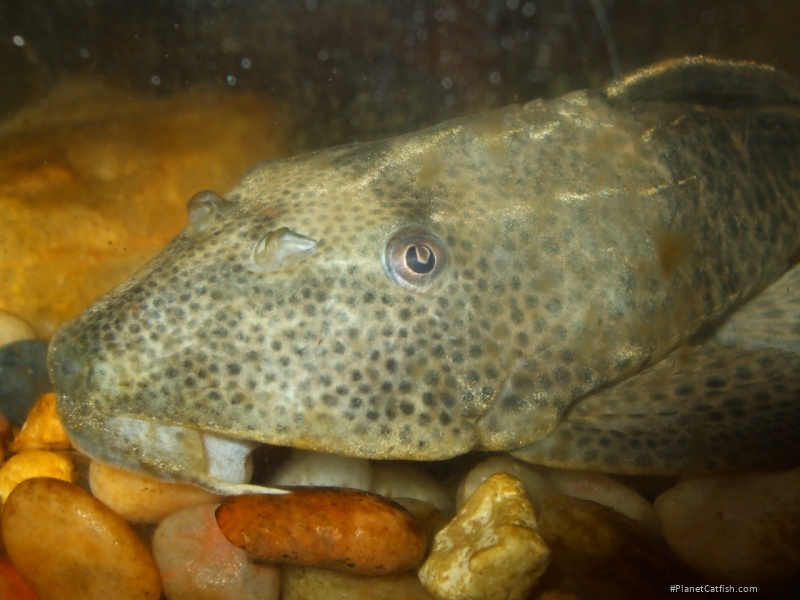 Hypostomus plecostomus