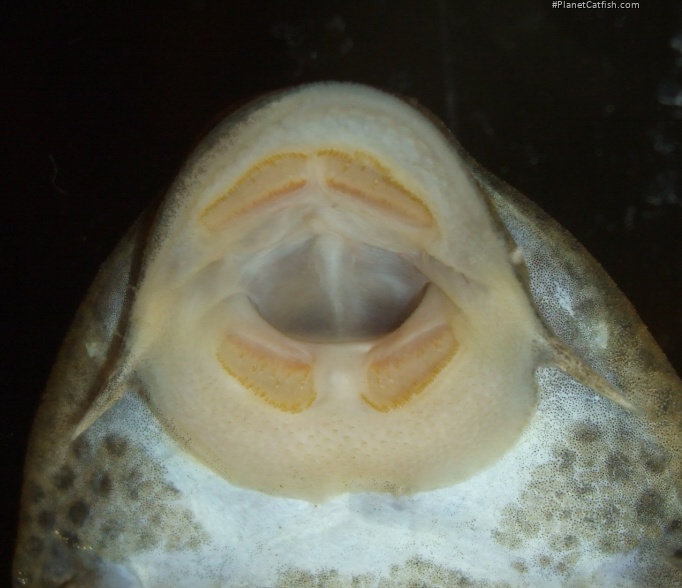 Hypostomus plecostomus