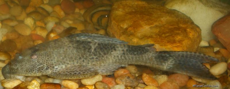 Hypostomus plecostomus