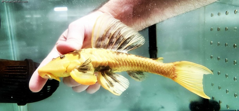Hypostomus pusarum