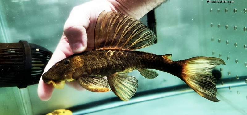 Hypostomus pusarum