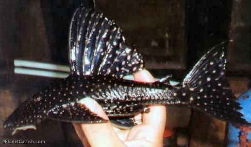 Hypostomus regani