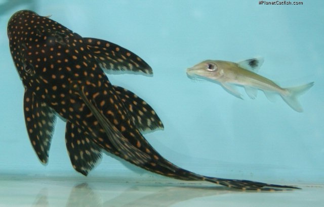 Hypostomus regani