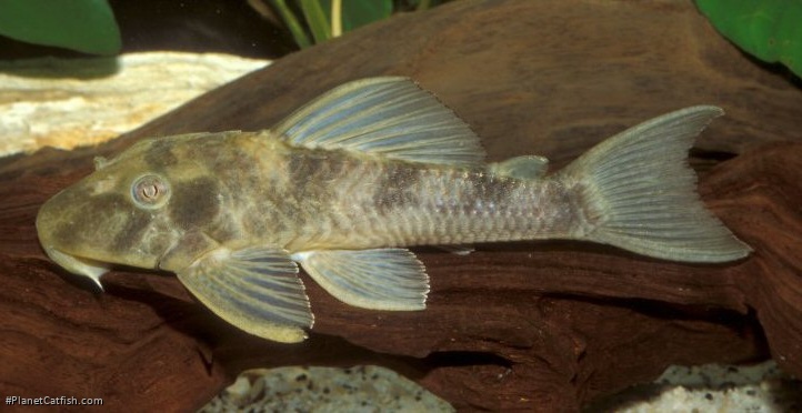 Hypostomus renestoi