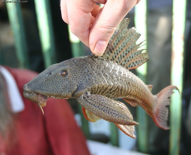 Hypostomus robinii