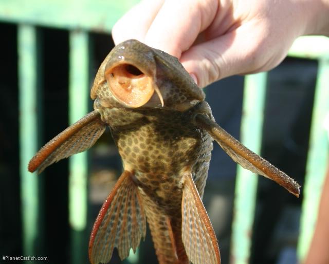 Hypostomus robinii