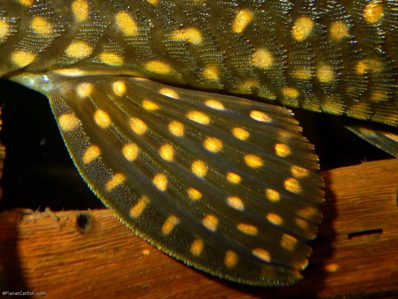 Hypostomus roseopunctatus
