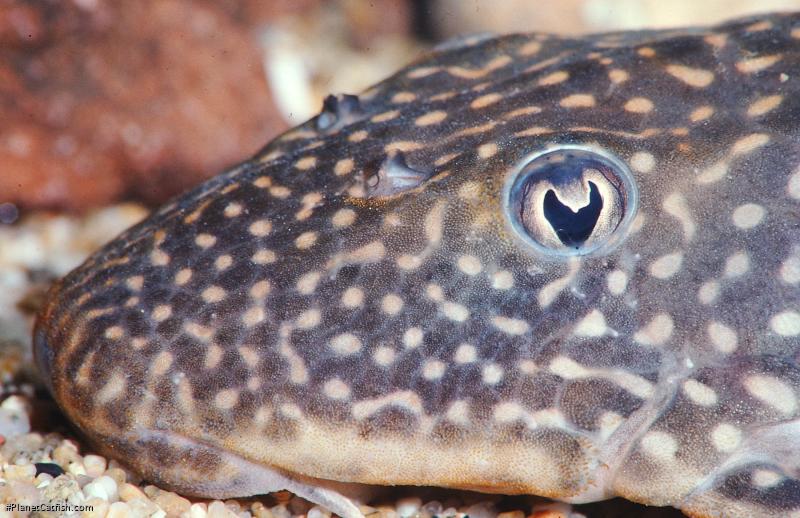 Hypostomus scaphyceps