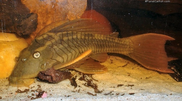 Hypostomus soniae