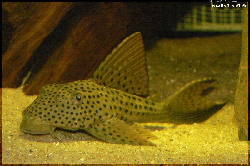 Hypostomus sp. (L117)