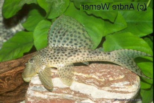 Hypostomus sp. (L130)