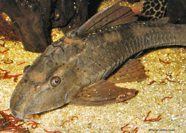 Hypostomus sp. (L138)