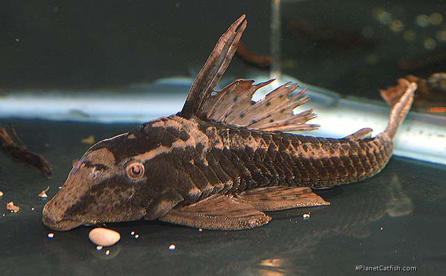 Hypostomus sp. (L139)