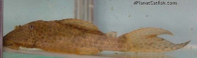 Hypostomus sp. (L192)