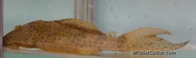 Hypostomus sp. (L192)