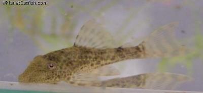 Hypostomus sp. (L192)