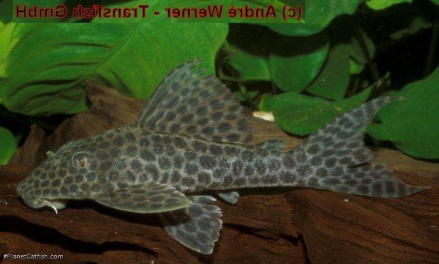 Hypostomus sp. (L224)