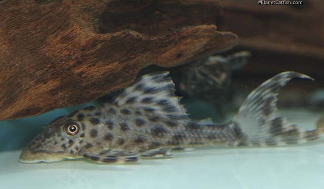 Hypostomus sp. (L227)