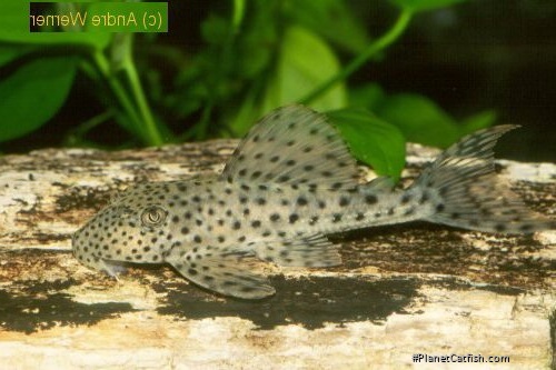Hypostomus sp. (L331)
