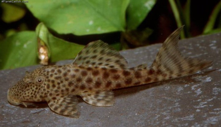 Hypostomus sp. (L346)