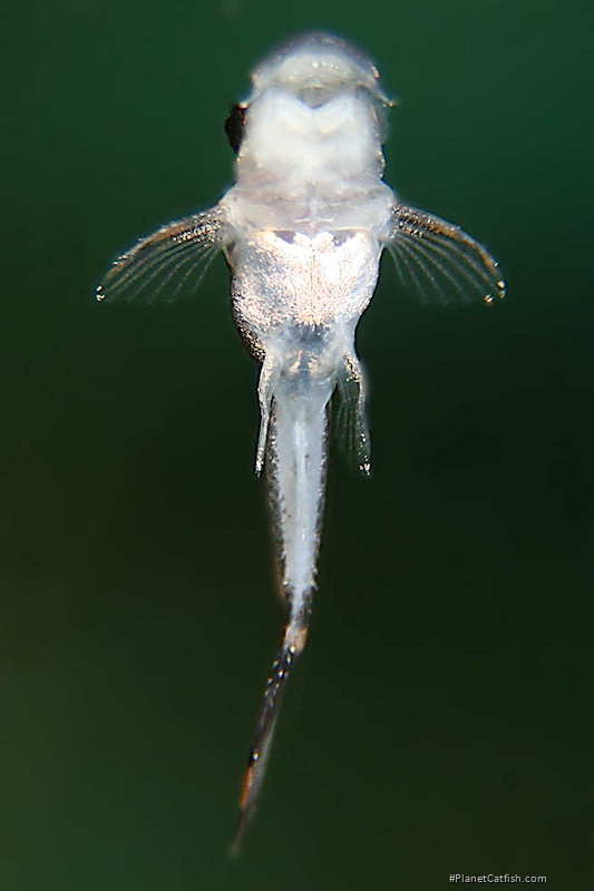 Hypostomus sp. (L346)