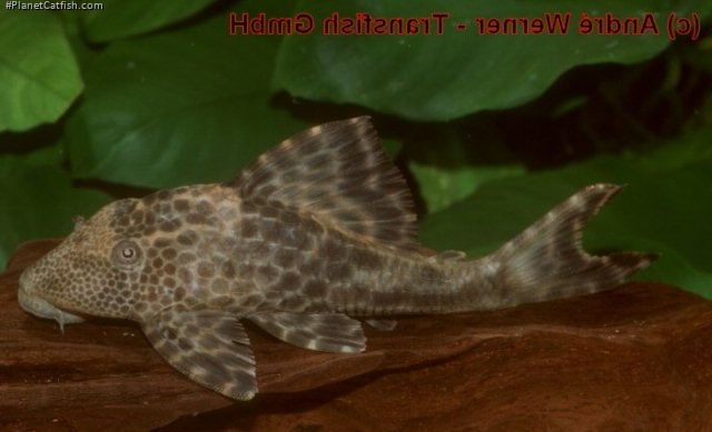 Hypostomus sp. (L381)