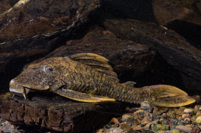 Hypostomus sp. (L517)