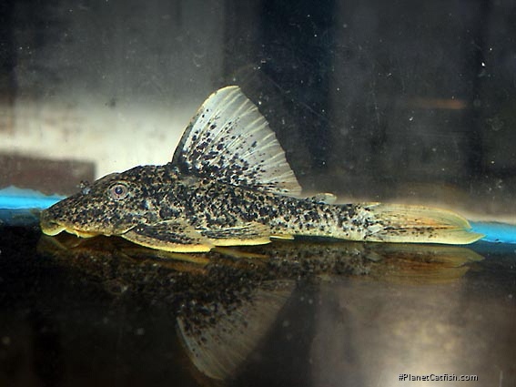 Hypostomus sp. (L517)