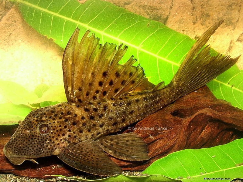 Hypostomus sp. `RIO JATAPU 2`