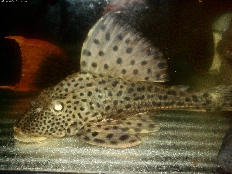 Hypostomus weberi