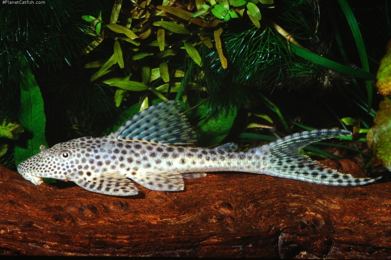 Isorineloricaria acuarius