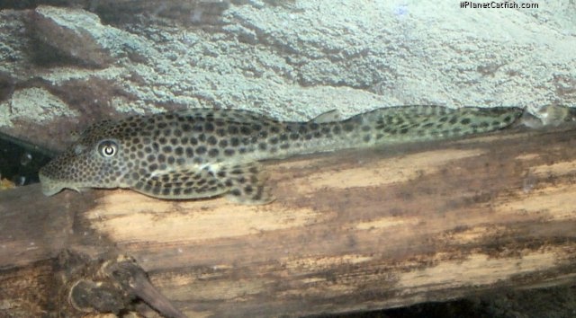 Isorineloricaria acuarius