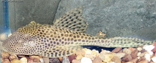 Isorineloricaria acuarius