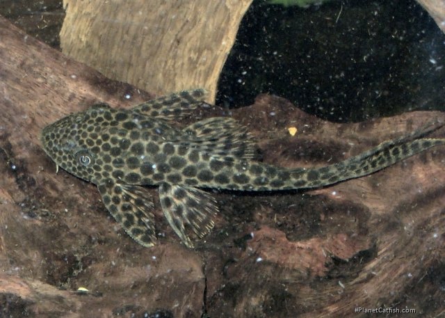 Isorineloricaria acuarius