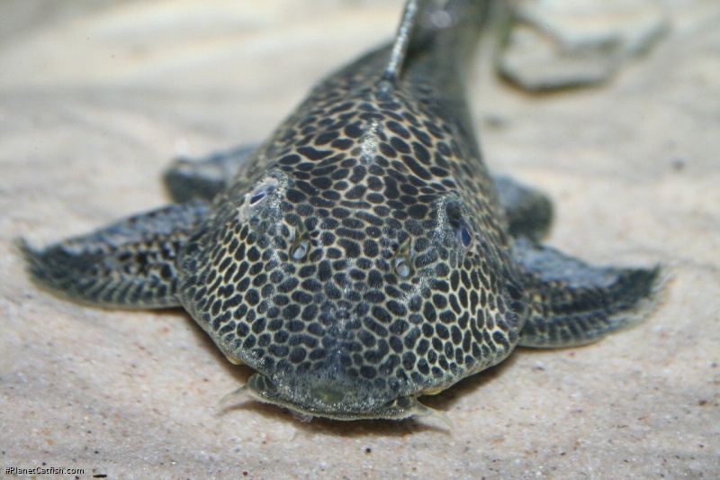 Isorineloricaria acuarius