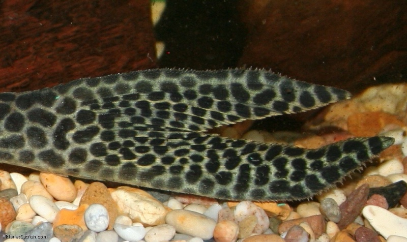 Isorineloricaria acuarius